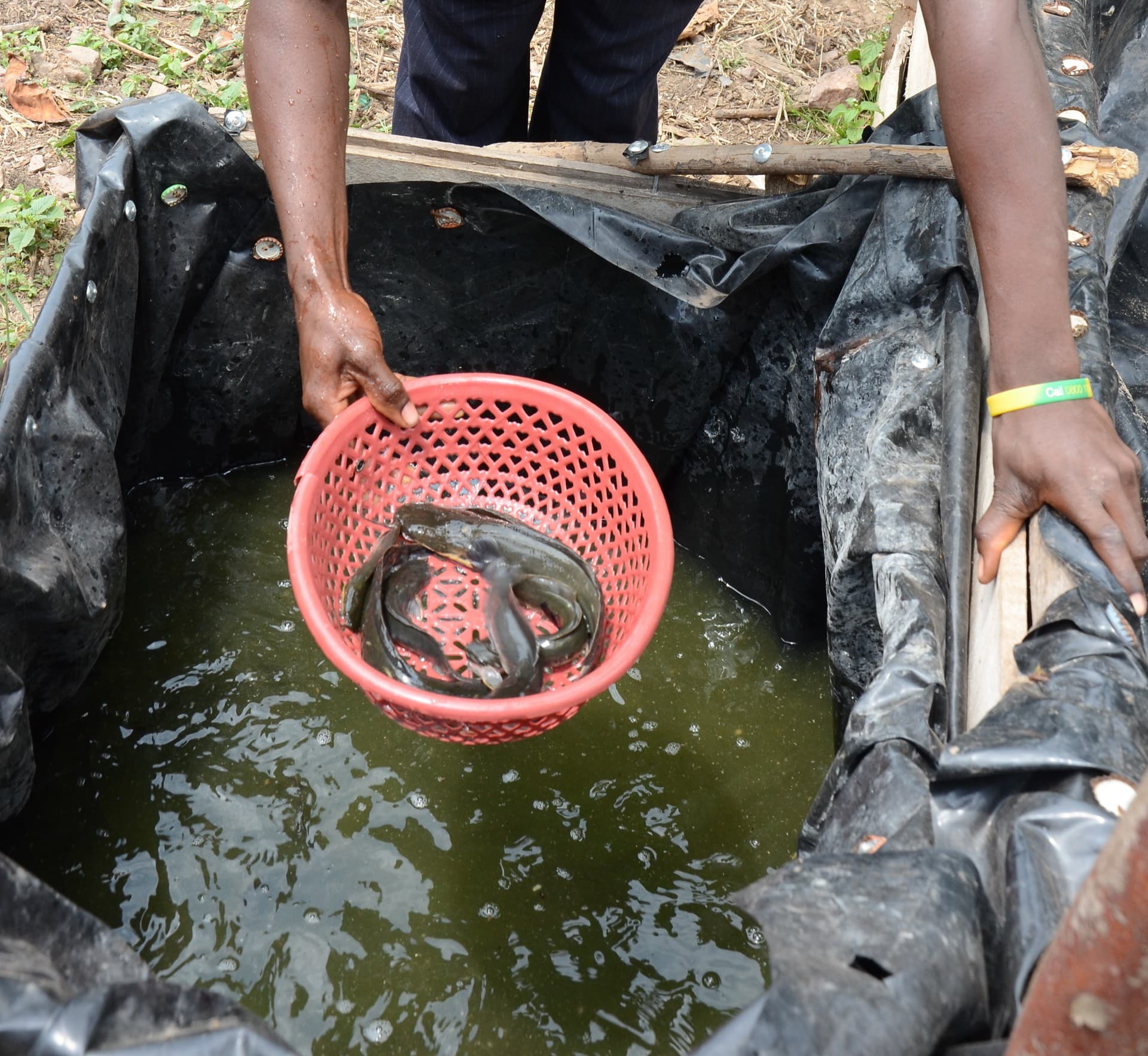 A person holding a red basket with a few catfish over a pond lined with black plastic
