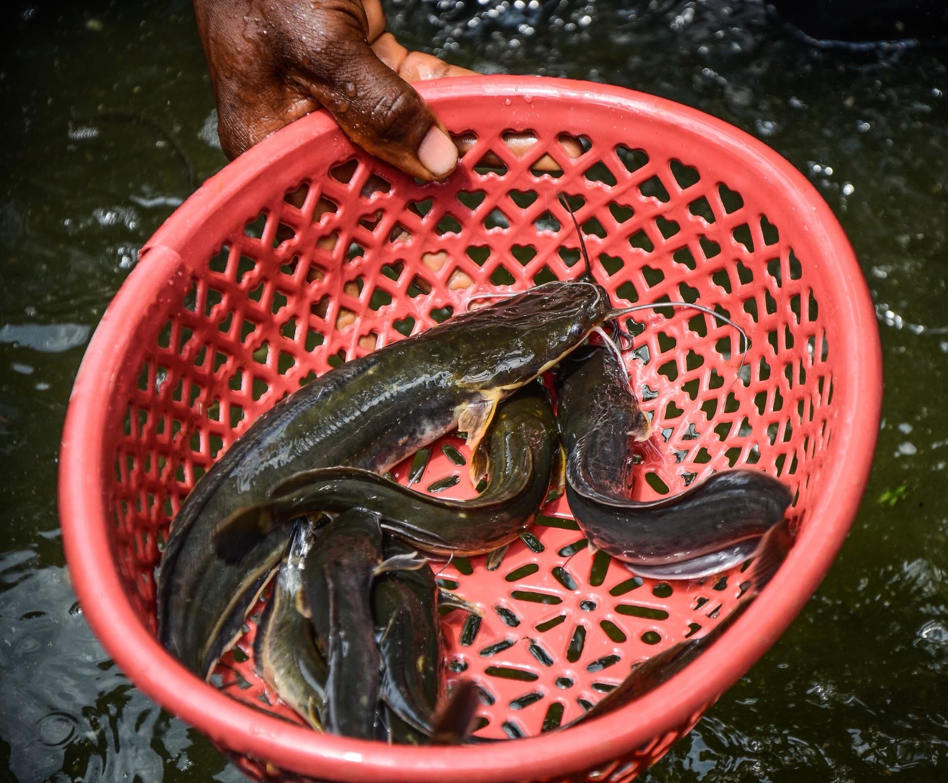 A hand holding a red plastic basket of catfish over dark water