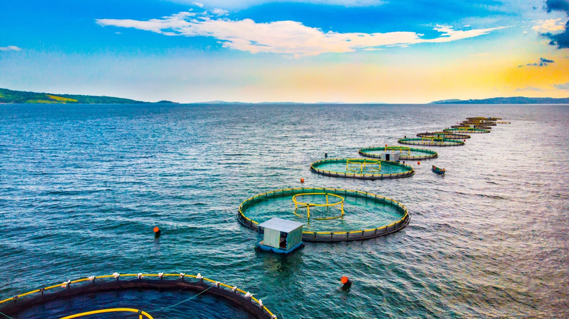 Round floating fish cages on open water, seen from the air