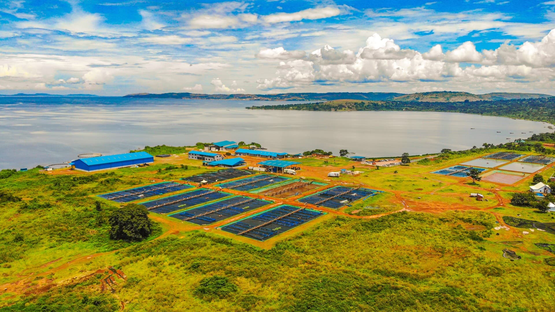 A fish farm with blue roofed sheds and rows of ponds beside a large lake, seen from the air