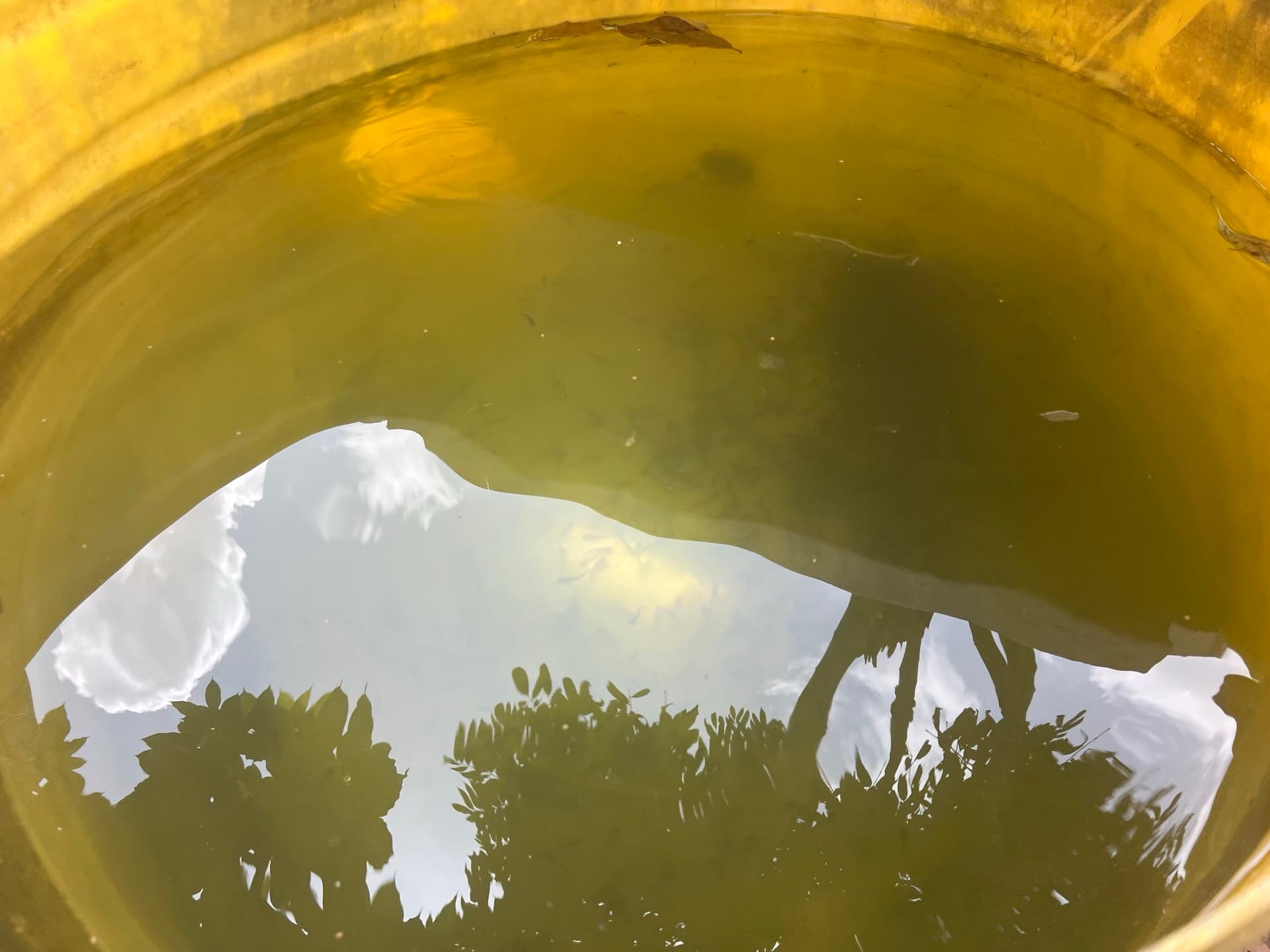 A round tank of green water reflecting sky and trees, with no fish in view