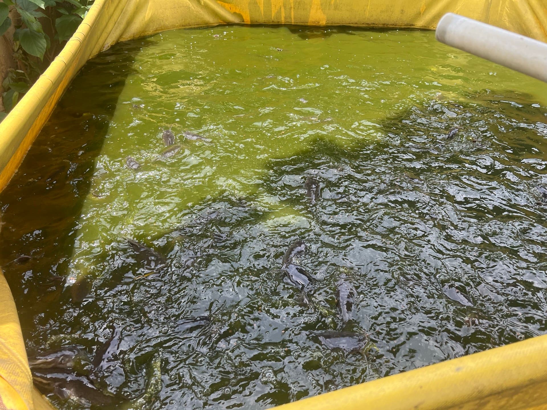 Small catfish swimming near the surface of a green tank lined with a yellow tarpaulin