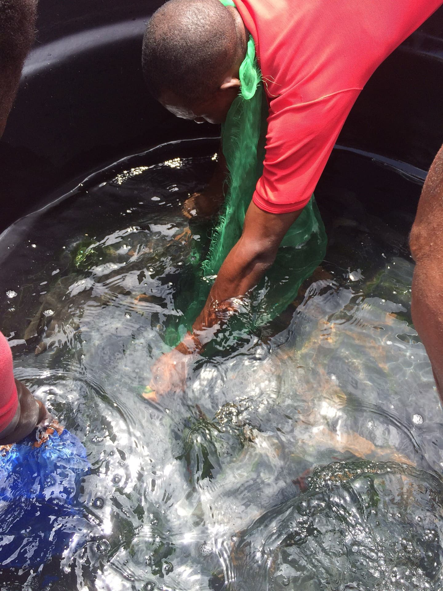 A person bending over a round black tank and lifting fish out of the water with a green net