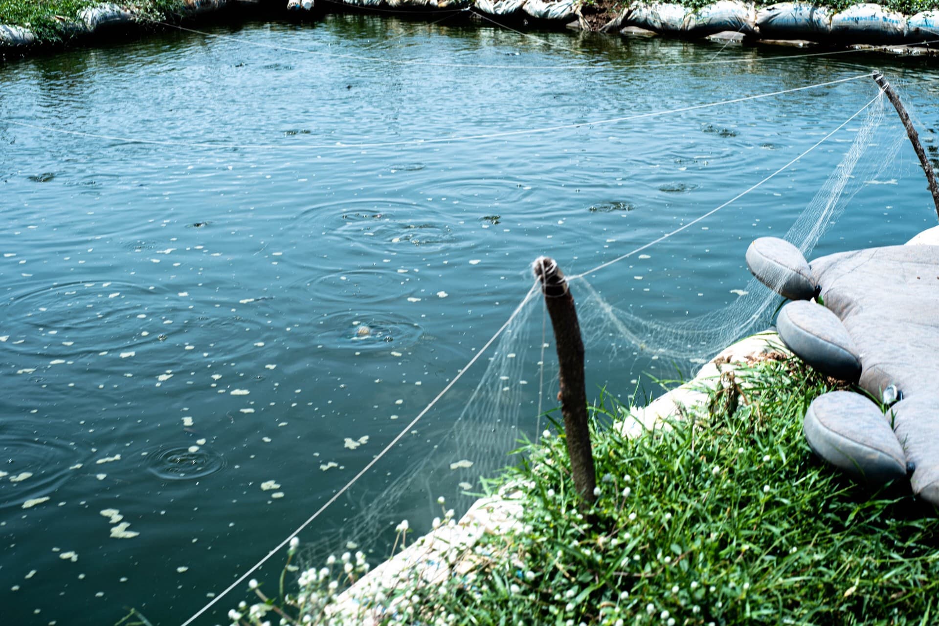 A fish pond with a net strung along its edge beside a grassy bank