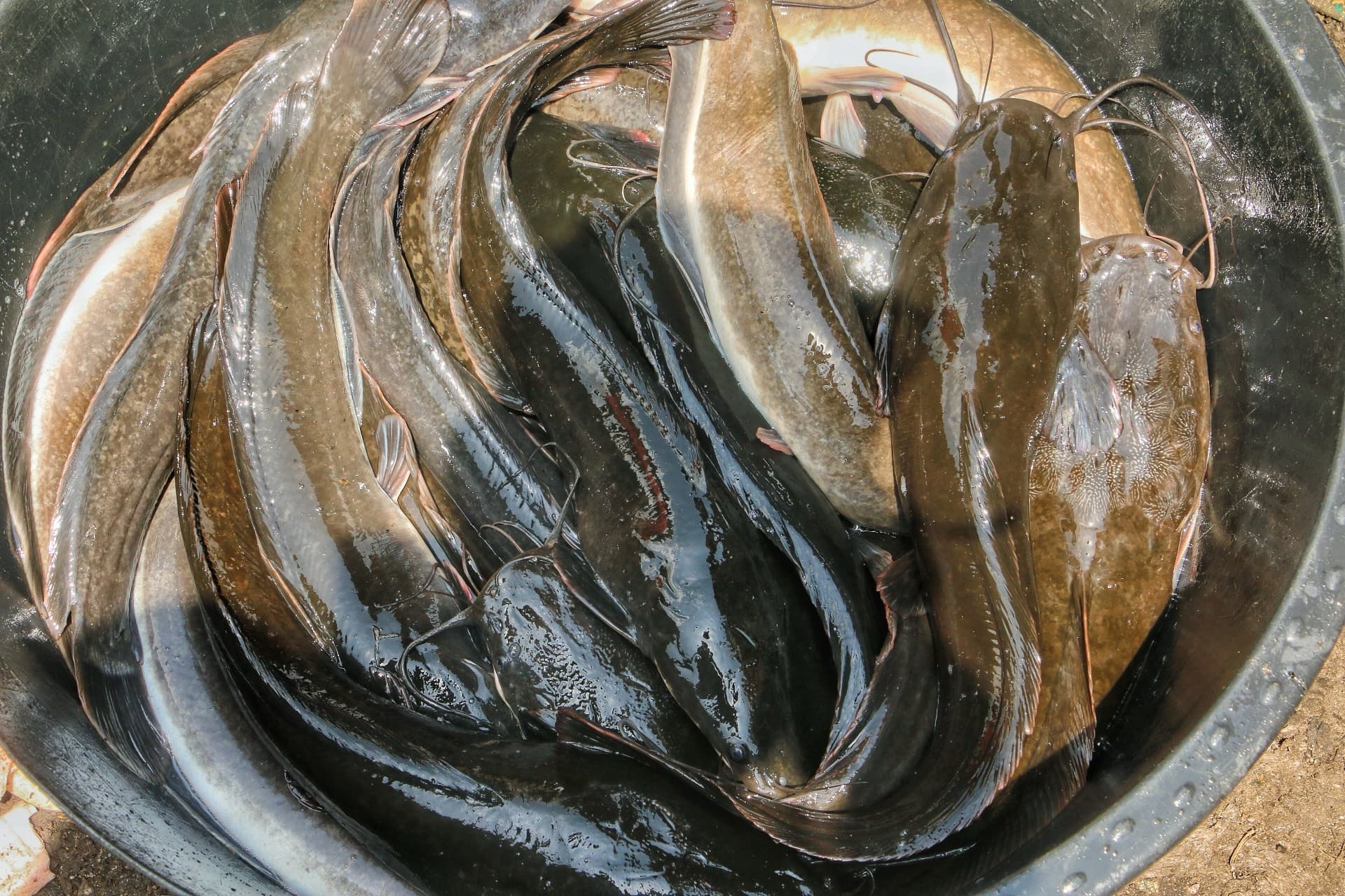 Catfish piled in a black basin, seen from above