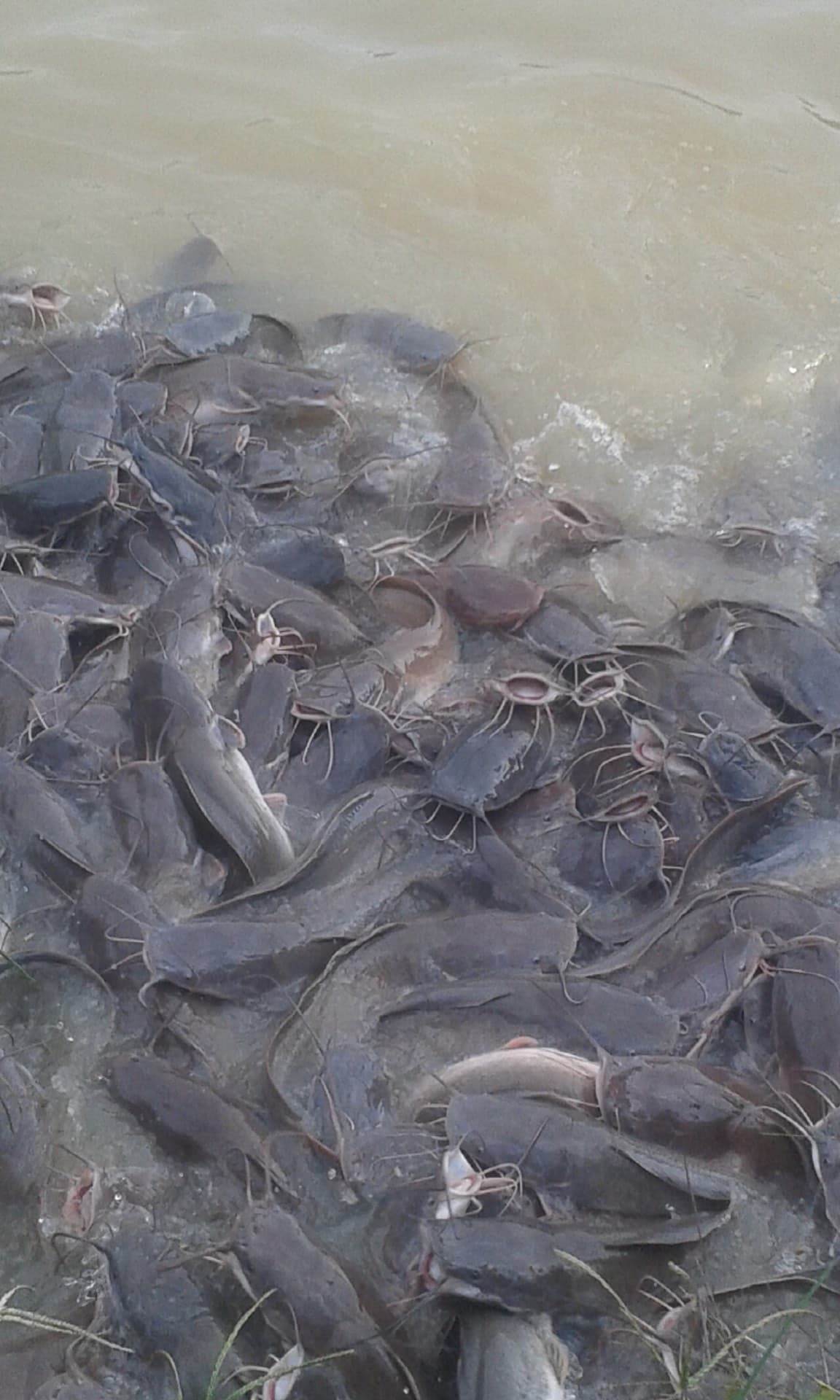 Dozens of catfish crowded together at the muddy edge of a pond