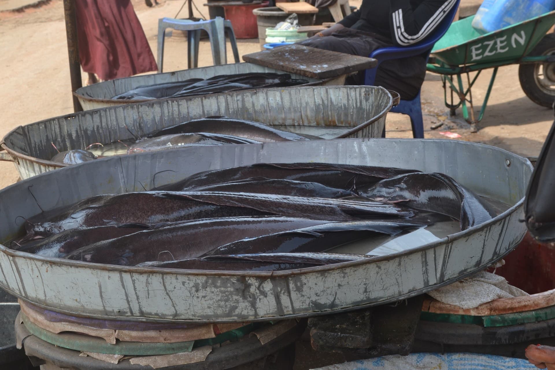 Large catfish lying in shallow metal basins at a market, with a wheelbarrow and seated people behind